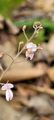 Desmodium wydlerianum
