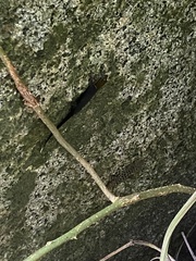 Gonatodes albogularis fuscus