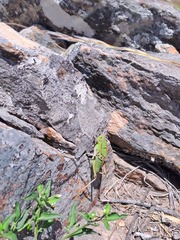 Alcamenes granulatus