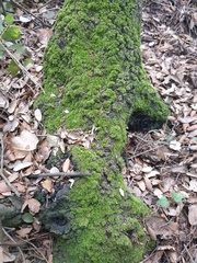 Atrichum undulatum