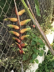 Heliconia rostrata