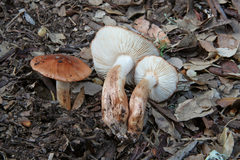 Tricholoma ustaloides