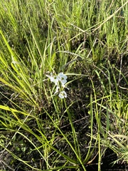 Sagittaria graminea