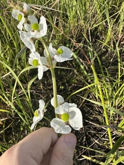 Sagittaria graminea