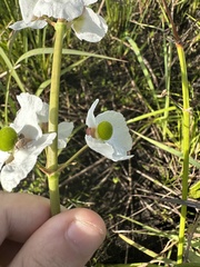 Sagittaria graminea