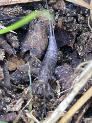 Archaeognatha