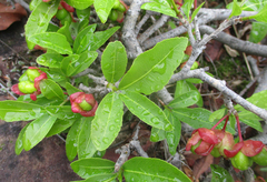 Ochnaceae