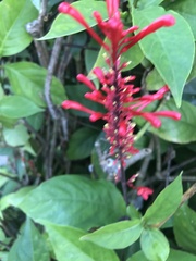 Odontonema