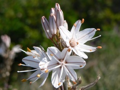 Asphodelus