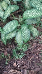 Dieffenbachia seguine