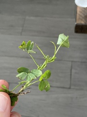 Arachis glabrata
