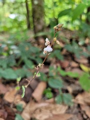 Desmodium axillare