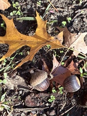 Quercus shumardii