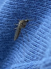 Culicinae