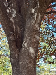 Quercus shumardii