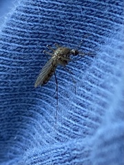 Culicinae