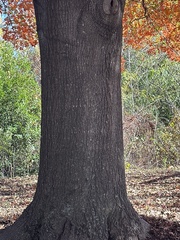 Quercus shumardii