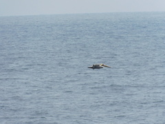 Pelecanus occidentalis