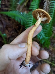 Lactarius subviscidus