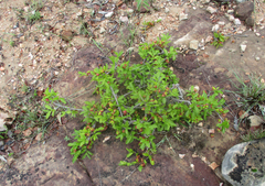 Ochnaceae