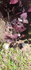 Strobilanthes reptans