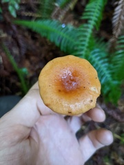 Lactarius subviscidus
