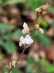 Desmodium axillare