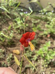 Pentapetes phoenicea