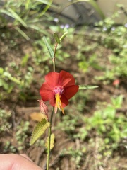 Pentapetes phoenicea