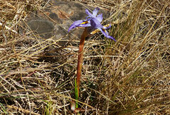 Moraea stricta