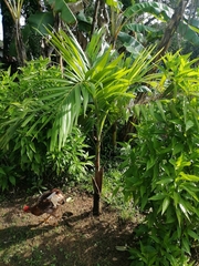 Ptychosperma macarthurii