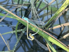 Pseudagrion microcephalum