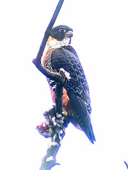 Falco deiroleucus
