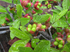 Ochnaceae