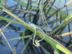 Pseudagrion microcephalum