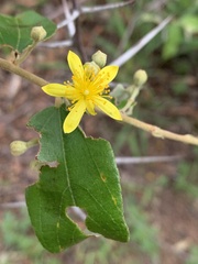 Grewia monticola