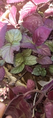 Strobilanthes reptans