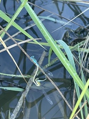 Pseudagrion microcephalum