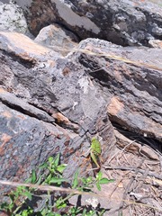 Alcamenes granulatus