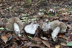 Tricholoma bresadolanum
