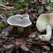 Tricholoma saponaceum - Photo (c) Davide Puddu, some rights reserved (CC BY-NC), uploaded by Davide Puddu