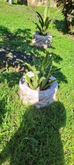Sansevieria trifasciata