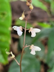 Desmodium axillare