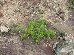 Ochnaceae