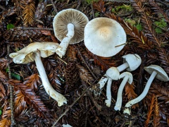 Inocybe pudica