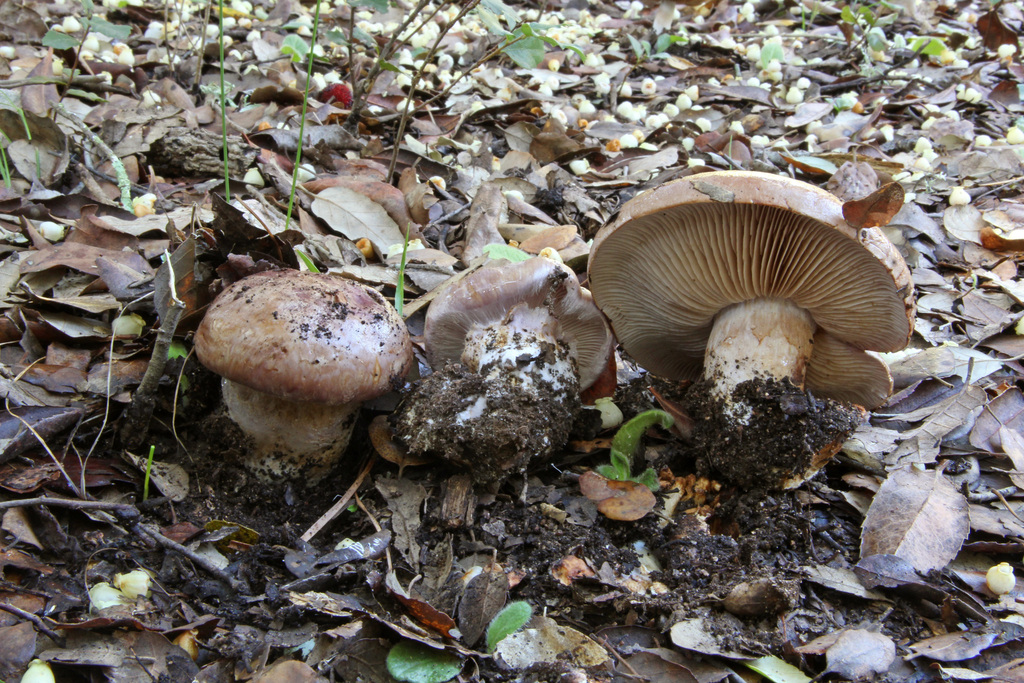 Phlegmacium balteatocumatile