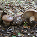 Phlegmacium balteatocumatile - Photo (c) Davide Puddu, alguns direitos reservados (CC BY), uploaded by Davide Puddu