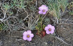 Oxalis laciniata