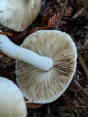 Inocybe pudica