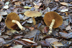 Leprocybe